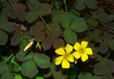 Oxalis_vulcanicola_Dark_Form.jpg