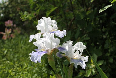 iris antarctic1 kelway1957.JPG