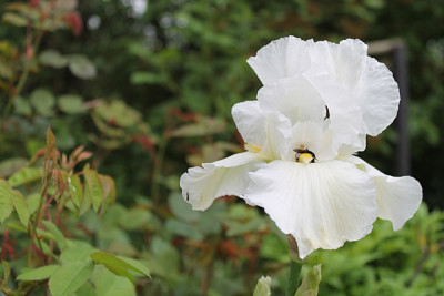Iris  'Boule de Neige',.JPG