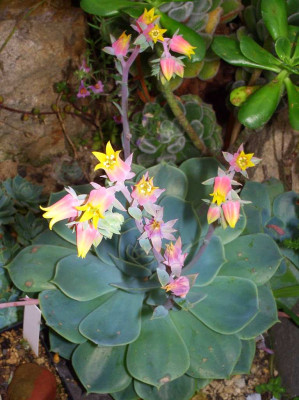Echeveria_Spring_Showers.jpg