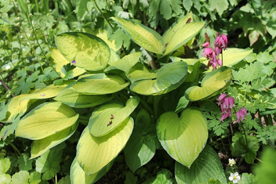 hosta janet.JPG