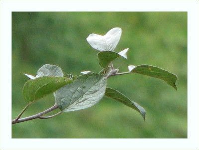 BLATT_DI_2609_RI.jpg