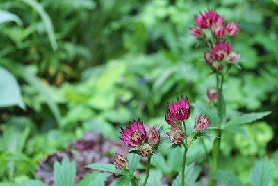 Astrantia major 'Claret'.JPG