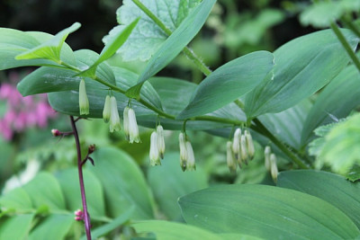 Polygonatum odoratum.JPG
