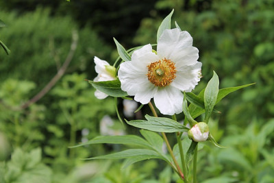 Paeonia Hybride 'Late Windflower'.JPG
