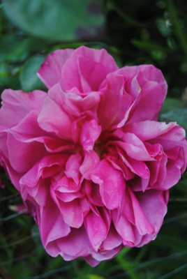 iris 053.jpg