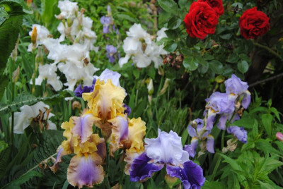 iris 039.jpg