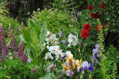 iris 042.jpg
