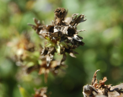 Wegwarte_HG_0059_95.jpg
