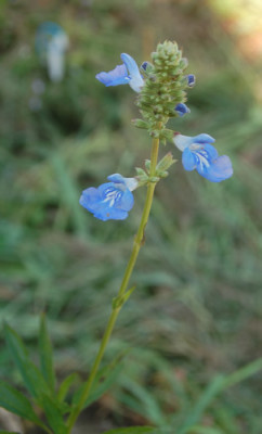 Sumpf-Salbei_HG_0064_95.jpg