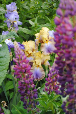 iris 036.jpg