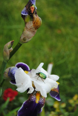 iris 044.jpg