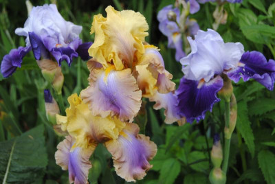 iris 037.jpg