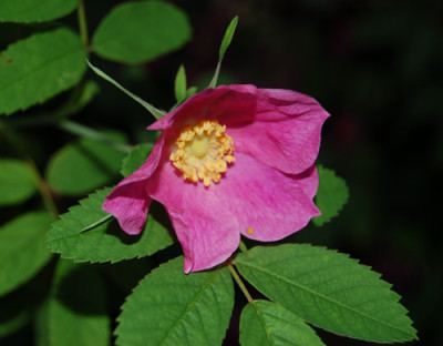 Zimtrose_HG_0119_95.jpg
