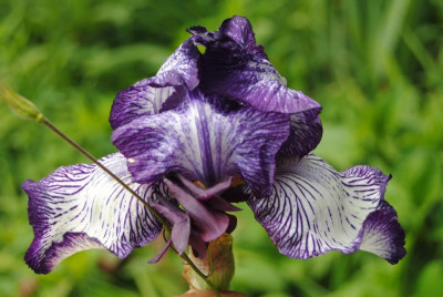 iris 110.jpg