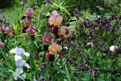 iris 065.jpg