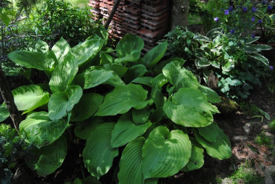 iris 098.jpg