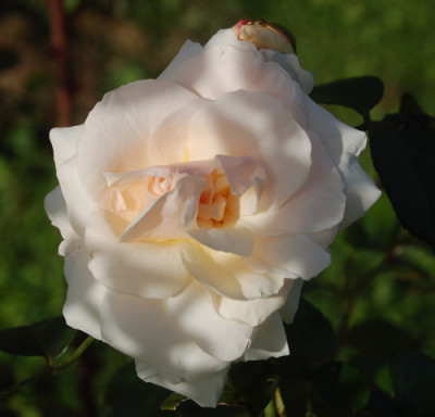 Penny_Lane_HS_0085_95.jpg