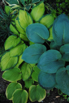 iris 074.jpg