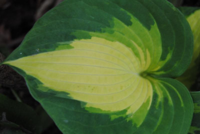 iris 081.jpg