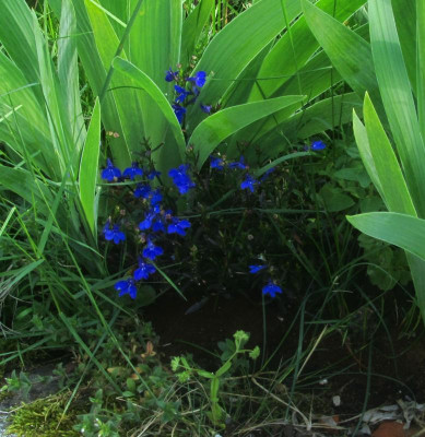 Borax-lobelie.jpg