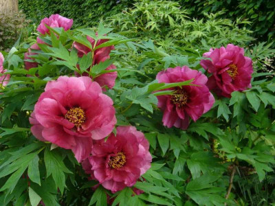 Paeonia_lemoinei-Leda.14-1.jpg