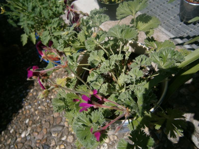 Blindschleiche Maiblüten 026.JPG