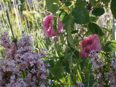 Blindschleiche Maiblüten 016.JPG