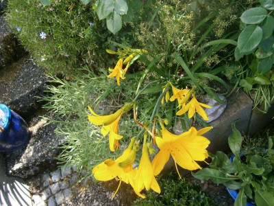 Blindschleiche Maiblüten 027.JPG