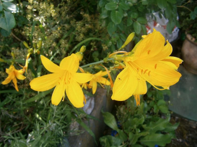 Blindschleiche Maiblüten 029.JPG