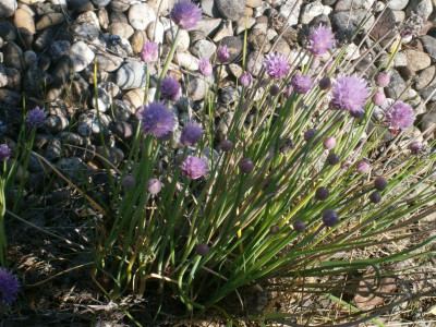 Blindschleiche Maiblüten 012.JPG