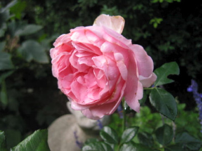 Comtesse_de_Segur_Sept_06.jpg
