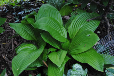 iris 095.jpg