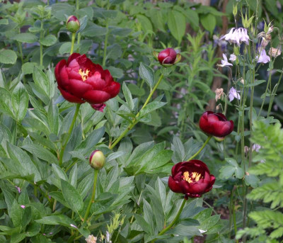 Paeonia-Buckeye-Belle.16-2.jpg
