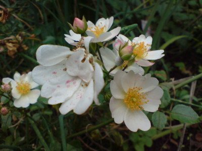 sternenflor_1.JPG