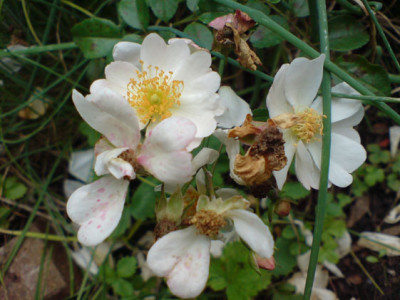 sternenflor_2.JPG