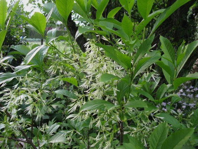 Chionanthus virginicus [1280x768].jpg