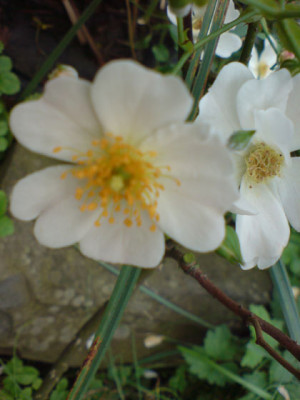 sternenflor_3.JPG