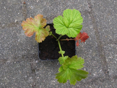 Geum Laub Farbspiel [1280x768].jpg