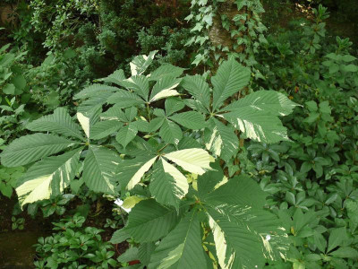 Aesculus hippocast._Ga_P1120746.JPG