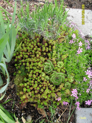 Topfgarten2016.jpg