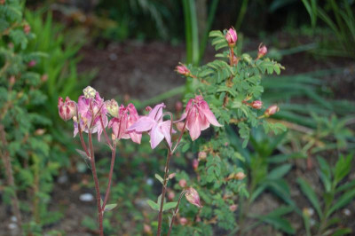Akelei mit Knospen William III.jpg