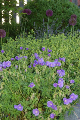 Geranium 'Nimbus' mit Alchemilla epipsila.jpg