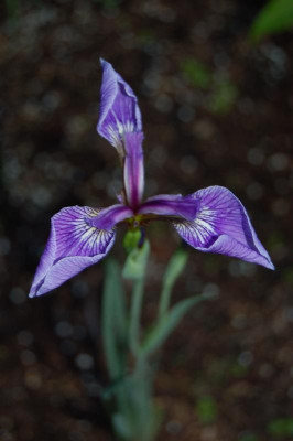 Iris sibirica.jpg