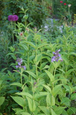 Nepeta kubanica.jpg