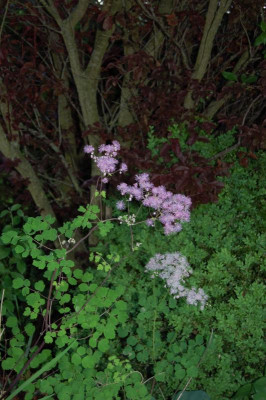 Thalictrim aquilegifolium.jpg