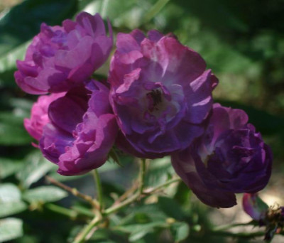 Sibelius090612.jpg