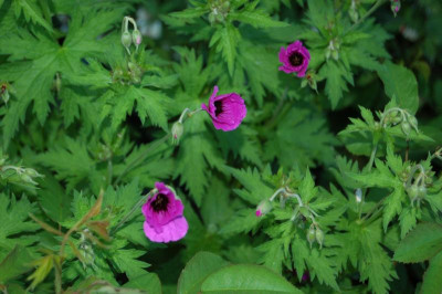 Geranium psilostemum 'Sumela'.jpg