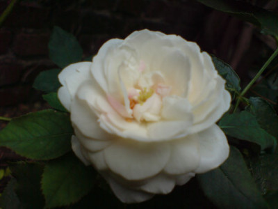 boule_de_neige_3_.JPG