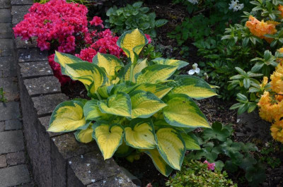 Hosta-OrangeMarmelade.16-2.jpg